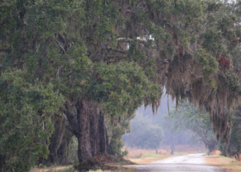 Fake Puppy Deal Turns Deadly on Rural Road in South Carolina