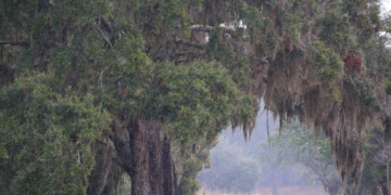 Fake Puppy Deal Turns Deadly on Rural Road in South Carolina