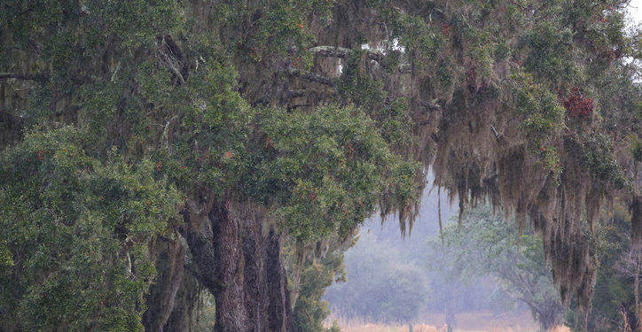 Fake Puppy Deal Turns Deadly on Rural Road in South Carolina