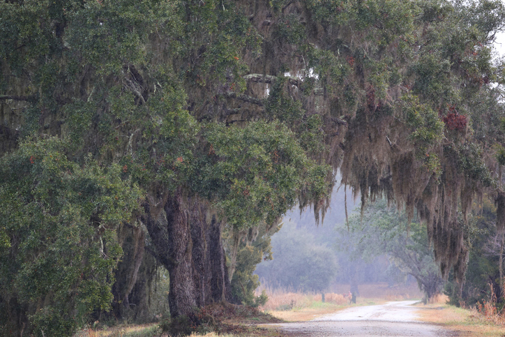 Fake Puppy Deal Turns Deadly on Rural Road in South Carolina