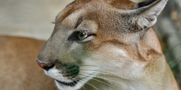 Woman Dies in Suspected Colorado Mountain Lion Attack