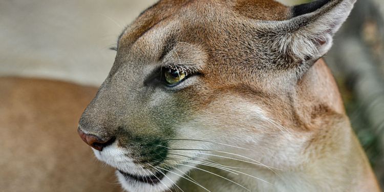 Woman Dies in Suspected Colorado Mountain Lion Attack