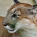 Woman Dies in Suspected Colorado Mountain Lion Attack