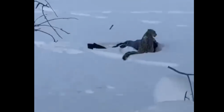Snow Leopard Attack Caught on Video at China Ski Resort