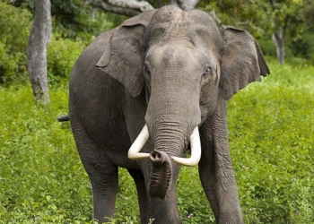 Homicidal Elephant Keeps Killing People In Tourist Hotspot, Official Says