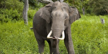 Homicidal Elephant Keeps Killing People In Tourist Hotspot, Official Says