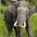 Homicidal Elephant Keeps Killing People In Tourist Hotspot, Official Says