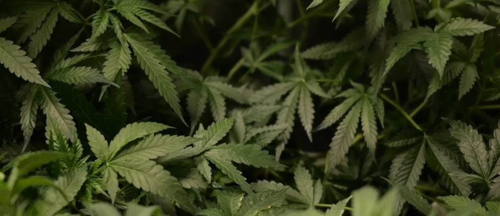 New York Times Editorial Board Finally Admits It Was Wrong About Weed