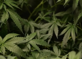 New York Times Editorial Board Finally Admits It Was Wrong About Weed