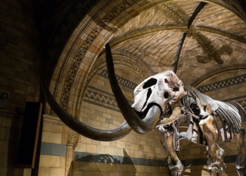 Researchers Discover 2,000-Year-Old Bone Linked To War Elephants