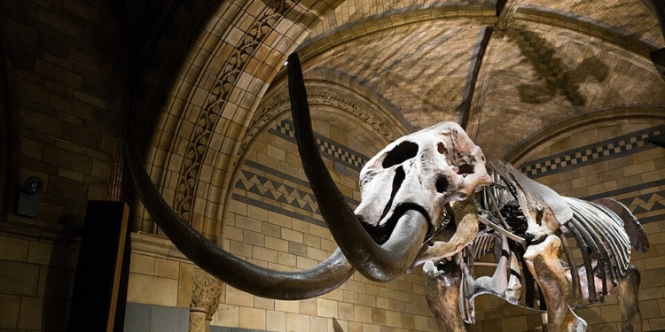 Researchers Discover 2,000-Year-Old Bone Linked To War Elephants