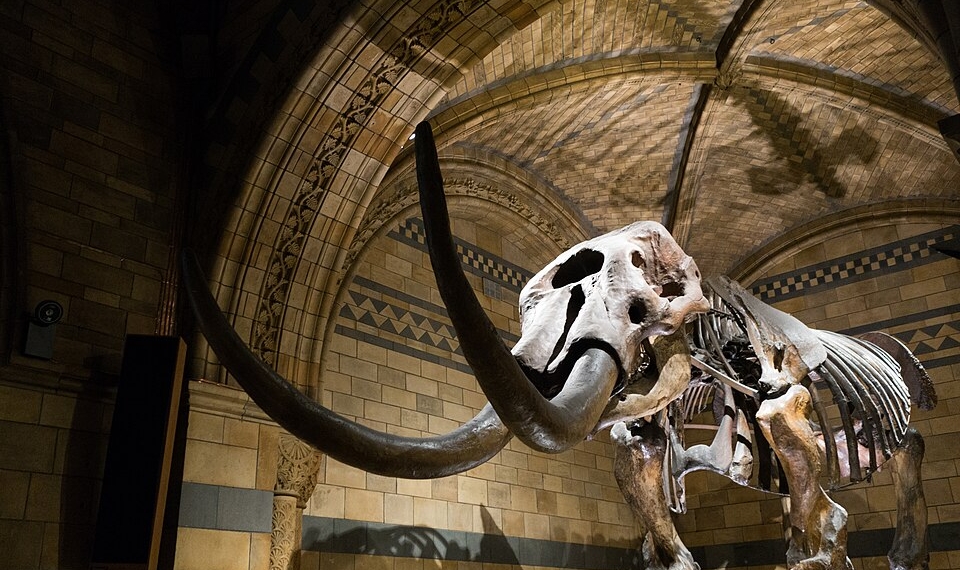 Researchers Discover 2,000-Year-Old Bone Linked To War Elephants