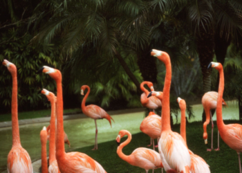 Canadian Accused of Torturing Flamingo in Las Vegas