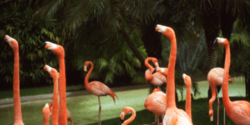 Canadian Accused of Torturing Flamingo in Las Vegas