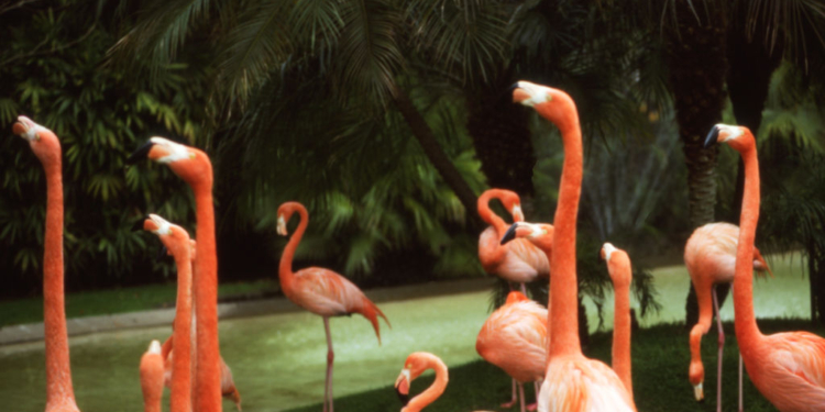 Canadian Accused of Torturing Flamingo in Las Vegas