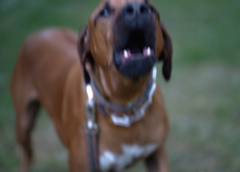 Arizona Mom Killed Shielding Son in Dog Attack