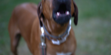 Arizona Mom Killed Shielding Son in Dog Attack