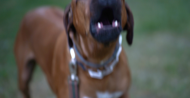 Arizona Mom Killed Shielding Son in Dog Attack