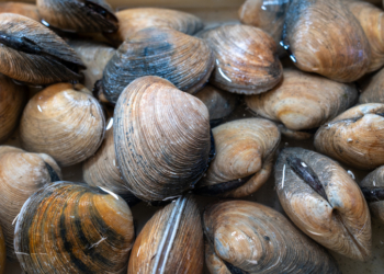 FDA Recalls Clams, Oysters Distributed to 9 States Over Norovirus Concerns