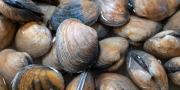 FDA Recalls Clams, Oysters Distributed to 9 States Over Norovirus Concerns