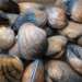 FDA Recalls Clams, Oysters Distributed to 9 States Over Norovirus Concerns