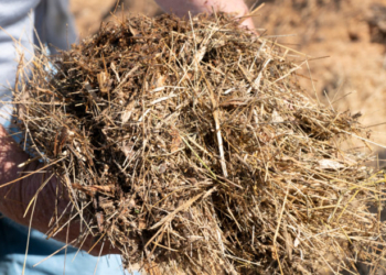 Oklahoma Advances Bill To Turn Dead Humans Into Actual Fertilizer