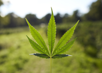 Trump Admin Relabels Marijuana ‘Less-Dangerous’ Drug