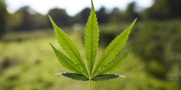 Trump Admin Relabels Marijuana ‘Less-Dangerous’ Drug