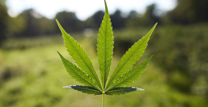 Trump Admin Relabels Marijuana ‘Less-Dangerous’ Drug