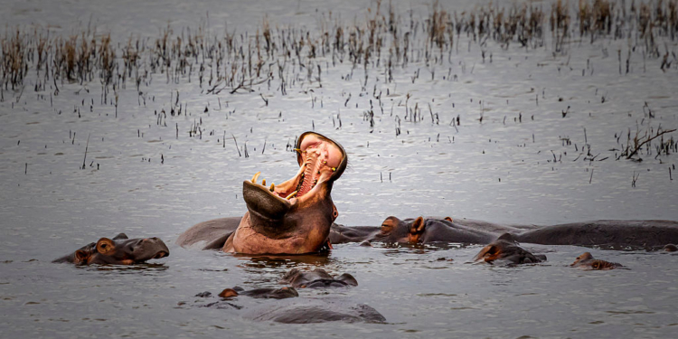 Colombia Moves to Cull ‘Cocaine Hippos’ as Population Surges