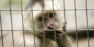 Woman Admits to Funding and Sharing Disturbing Animal Abuse Videos