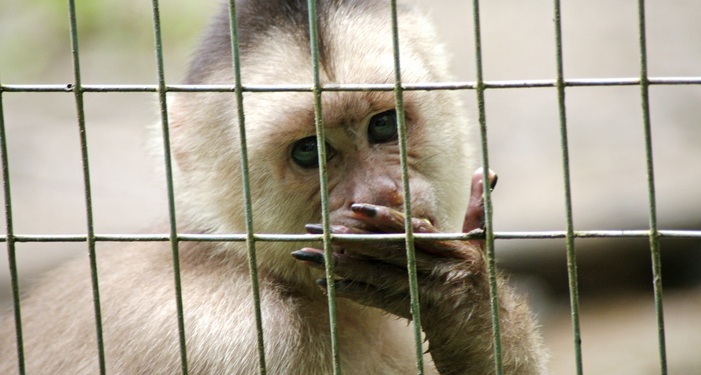 Woman Admits to Funding and Sharing Disturbing Animal Abuse Videos