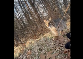 Teen Hunter Mauled by Bobcat Mid-Hunt, Keeps Going