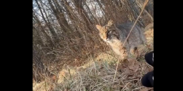 Teen Hunter Mauled by Bobcat Mid-Hunt, Keeps Going
