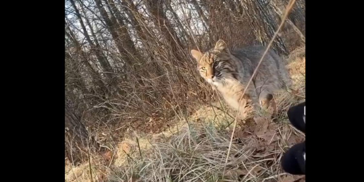 Teen Hunter Mauled by Bobcat Mid-Hunt, Keeps Going