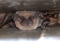 Rabid Bat Sparks Health Alert Near Busy Neighborhood