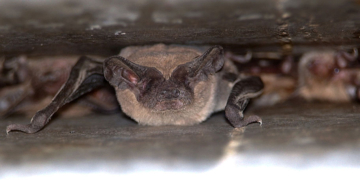 Rabid Bat Sparks Health Alert Near Busy Neighborhood