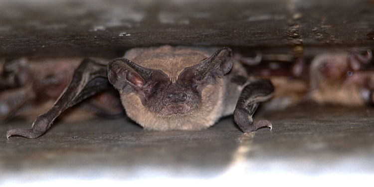 Rabid Bat Sparks Health Alert Near Busy Neighborhood