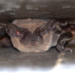 Rabid Bat Sparks Health Alert Near Busy Neighborhood
