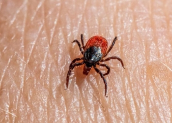 Could A Tick-Borne Meat Allergy Be A Bioweapon? We Tried Finding Out