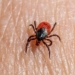 Could A Tick-Borne Meat Allergy Be A Bioweapon? We Tried Finding Out
